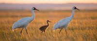 Sandhill crane family with chick walking through golden grassland during sunset. Adult birds and young offspring foraging in natural wetland habitat during migration season.