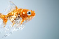 Bright orange goldfish with white spots swimming in clear water against light blue background, perfect for aquatic themes and pet care content.