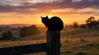 Black cat silhouette perched on a wooden fence post against a vibrant rural sunset with golden sky and rolling fields.