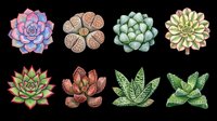 Eight colorful succulent plants viewed from above, isolated on transparent background, ready for stickers, t-shirt design, print on demand, clipart, and sublimation projects.