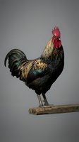 Rooster with vibrant red comb and iridescent black and gold plumage standing on wooden perch against neutral background. Suitable for farm, agriculture, and poultry industry content.