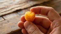 Ripe golden cloudberry held in hand against rustic wooden surface, showcasing fresh organic berry for food, nutrition, and natural ingredient concepts.