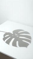 Monstera leaf casting shadow on white paper surface with minimalist aesthetic, suitable for botanical design projects and modern branding materials.