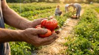 Farmer hands holding fresh ripe red tomatoes in organic vegetable garden with workers harvesting crops in background during golden hour sunset.