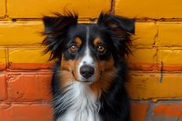 Portrait of tricolor Australian Shepherd dog with bright blue eyes against vibrant orange brick wall background showing attentive expression and distinctive fur markings.