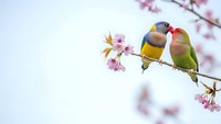 Two colorful lovebirds perched on cherry blossom branch in spring. Romantic birds couple among pink sakura flowers against soft sky background.