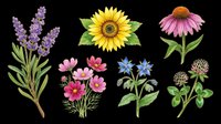 Six colorful wildflowers including lavender, sunflower, echinacea, cosmos, borage, and clover, isolated on transparent background, ready for stickers, t-shirt design, and print on demand.