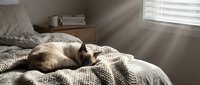 Siamese cat sleeping on knitted blanket in sunlit bedroom with natural light streaming through window, cozy home interior.