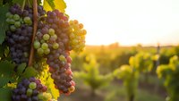 Ripe grapes hanging on vine in vineyard during golden hour sunset with warm sunlight creating bokeh effect in agricultural landscape for wine production.