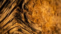 Weathered wood grain texture with natural knots and organic patterns in warm golden brown tones for rustic design projects and natural backgrounds.