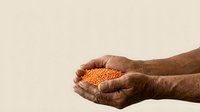 Hands holding dried lentils or legumes against neutral background, representing agriculture, food production, harvest, nutrition and sustainable farming practices.