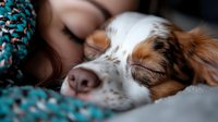Sleeping Brittany Spaniel dog close-up portrait showing peaceful expression while resting on cozy bed. Soft natural lighting highlights fur texture and gentle features.