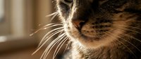 Close-up of tabby cat whiskers and nose in warm golden sunlight creating peaceful domestic pet portrait for animal lovers and veterinary content.