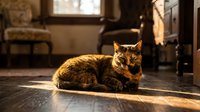 Ginger tabby cat resting on wooden floor in sunlit home interior with warm ambient lighting and furniture in background.