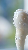 Close-up of white flower bud covered in fresh morning dew drops with soft blurred natural background for spring and nature concepts.