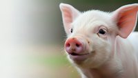Adorable young pig with pink snout and perked ears on blurred natural background for farm animal content and agricultural marketing materials.