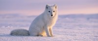 Arctic fox with thick white winter coat sitting on snow during golden hour sunset creating warm lighting contrast against cold landscape.