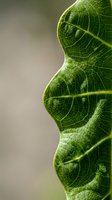 Close-up of vibrant green leaf showing detailed vein structure and texture, ideal for nature, botany, and environmental design projects.
