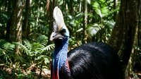 Large flightless cassowary bird with distinctive casque crest in tropical rainforest habitat among lush green ferns and vegetation.