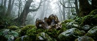 Mushrooms growing on moss-covered rocks in misty forest atmosphere. Natural fungi sprouting from green moss in foggy woodland setting for nature designs.