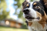 Close up portrait of tricolor border collie dog with expressive brown eyes looking up against blurred natural outdoor background.