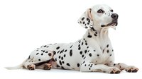 Dalmatian dog with black spots lying down on white background, isolated and ready for design use on pet care products, veterinary materials, and animal-related marketing.