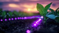 Young green plant sprout growing in soil with glowing purple LED string lights creating magical garden atmosphere against sunset sky background.