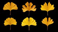 Six autumn golden yellow leaves isolated on transparent background, ready for t-shirt design, stickers, clipart, print on demand, and sublimation projects.