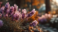 Purple lavender flowers blooming in warm golden sunlight with soft bokeh background for aromatherapy and natural wellness designs.