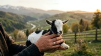 Young goat held in farmer's hands against rolling hills and pastoral landscape during golden hour, representing agriculture, animal husbandry, and rural farming lifestyle.