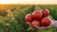 Fresh ripe red tomatoes held in hands at sunset in agricultural field. Organic farming harvest concept for healthy eating and sustainable agriculture.