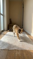 Tabby cat walking on bubble wrap in sunny hallway with wooden floors and cardboard boxes for moving day preparation.