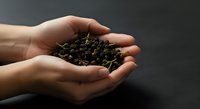 Hands holding dried cloves spice for cooking, culinary ingredients, food preparation, seasoning for recipes and kitchen use.