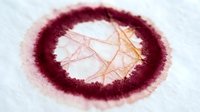 Macro close-up of human eye iris with detailed blood vessels and burgundy pigmentation on white background, suitable for medical, scientific, and educational materials.