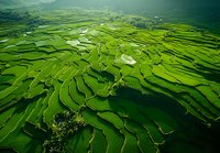 Aerial view of vibrant green terraced rice fields with water reflections creating a patchwork pattern across mountainous rural landscape.