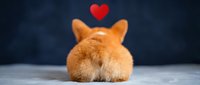 Adorable orange rabbit sitting with back turned showing fluffy tail and ears with red heart symbol above expressing love and affection for pet care concepts.