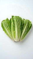 Fresh romaine lettuce hearts isolated on white background for healthy cooking and salad preparation.