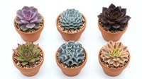 Collection of six colorful succulent plants in terracotta pots with decorative gravel, featuring purple, blue and green varieties for home decor and gardening.