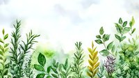 Watercolor botanical border with green herbs and plants on white background for natural organic design projects and eco-friendly branding materials.