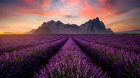 Lavender field rows leading to dramatic mountain peaks under vibrant sunset sky with pink and orange clouds creating scenic agricultural landscape.