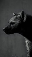Spotted hyena portrait in dramatic black and white photography showcasing wild African predator with intense gaze and detailed fur texture against dark background.