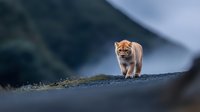 Orange tabby cat walking on mossy stone wall with blurred mountain landscape background. Domestic feline pet exploring outdoor natural environment.