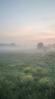 Misty morning meadow with wildflowers and distant trees under soft dawn sky, suitable for nature, wellness, and landscape design projects.