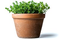 Fresh green herbs growing in traditional terracotta clay pot isolated on white background, natural organic gardening concept for kitchen windowsill decoration.