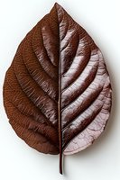 Brown autumn leaf with detailed vein structure isolated on white background, showcasing natural texture and pattern for botanical design projects.
