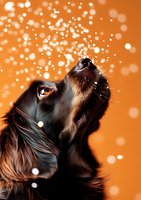 Black and brown dog looking up at falling snow against orange background, magical winter moment captured in close-up portrait showing wonder and curiosity.