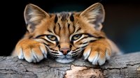 Adorable Asian leopard cat resting head and paws on tree branch, close up portrait showing distinctive striped markings and intense eyes against dark background.