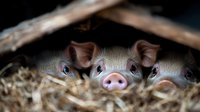 Curious piglets peeking through straw in dark barn, close up view of pink snouts and watchful eyes showing playful farm animals in natural environment.