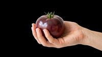 Ripe dark red tomato held in human hand, isolated on transparent background. Ready for clipart, t-shirt design, print-on-demand products, stickers, and sublimation projects.