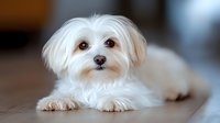 Fluffy white small dog breed lying on floor with alert expression, suitable for pet care, veterinary, and animal-related design projects.